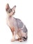 Canadian sphynx on the white background