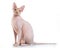 Canadian sphynx on the white background