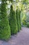 Canadian spruce conic, beautiful green tree close-up