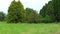 Canadian spruce pine and other trees on the edge of the forest