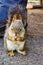 Canadian squirrel under Mount Robson and Whitehorn Mountain