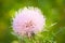 Canadian Thistle in bloom