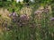 Canadian thistle in dry meadow