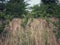 Canadian thistle in dry meadow