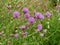 Canadian thistle flowers