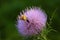 Canadian Thistle in Full Bloom