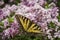 Canadian tiger swallowtail butterfly