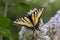 Canadian Tiger Swallowtail butterfly on lilac flowers