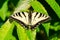 Canadian Tiger Swallowtail Butterfly - Papilio canadensis