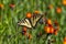 Canadian Tiger Swallowtail nectaring on orange hawkweed