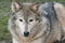 Canadian timber wolf