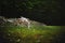 Canadian Timber Wolf in motion. The Wolf walking and sniffing on meadow with dark forest on backround.