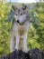 Canadian Timber Wolf portrait in the forest.