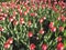 Canadian Tulip Festival, Ottawa Tulip Verona Red