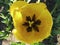 Canadian Tulip Festival, Ottawa Tulips Warbler