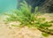 Canadian waterweed vegetation on lake bottom