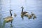 Canadian wild geese family