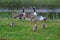 Canadian wild geese and their goslings