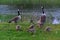Canadian wild geese and their goslings