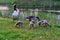 Canadian wild geese and their goslings