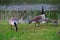 Canadian wild geese and their goslings