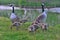 Canadian wild geese and their goslings