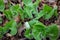 Canadian wild ginger wildflower plants in a woodland ravine