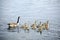 Canadian wild goose and ten goslings