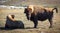 Canadian wood bison relaxing in field during winter day