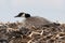 Canadien Goose sits on its nest protecting and nurturing its eggs