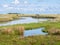 Canal and cows in salt marsh near Kobbeduinen on Schiermonnikoog island, Netherlands