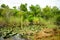 Canal in everglades national park