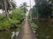 Canal path in the coconut plantation
