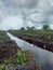 Canal in Peatland Area Kubu Raya, West Kalimantan Province, Indonesia