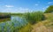 Canal with reed in a rural area below a blue  sky in sunlight in spring