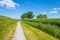 Canal with reed in a rural area below a blue  sky in sunlight in spring