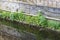 Canal river plants on wall at water edge