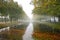 Canal with rows of trees on the bank and reflections in the water on a foggy autumn morning in a public landscape park, copy space