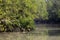 A canal in Sundarbans