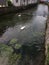 Canal with Swimming Swans in Brunnen, Switzerland