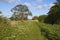 Canal towpath with oak tree