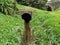 Canal tunnel surrounded with greenery