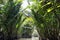 The canals in the Mekong Delta are surrounded by jungles and mangroves. Vietnamese rowing boats on canal waters