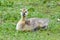 Cananda Goose Grassy Gosling Rest 09