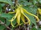Cananga odorata or Kenanga flower, known as ylang-ylang or cananga tree