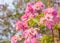 Cananga odorata,sweet pink flower