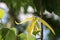 Cananga odorata ylang ylang fresh yellow flowers blossom on tree aroma plant in the natural beautiful