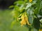 Cananga odorata Ylang-ylang name of flower Waves Gray bark Bouquet of flowers into a cluster Yellow or green petals are fragrant