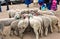 Canar, Ecuador / July 12, 2015 - Sheep are tied into circles at