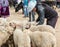 Canar, Ecuador / July 12, 2015 - Sheep are tied into circles at